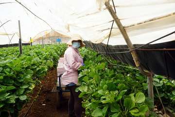El vicepresidente del Gobierno de Canarias visita el municipio de Valsequillo/Acfi Press.